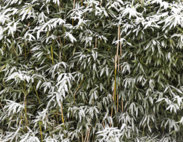 Snow On Bamboo Tree