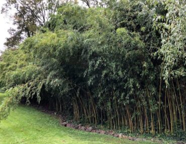 Bamboo-Removal-NJ-750x563